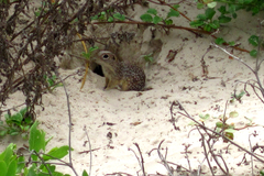 Xerospermophilus spilosoma