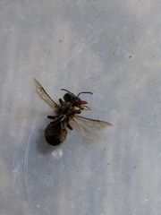 Apis mellifera