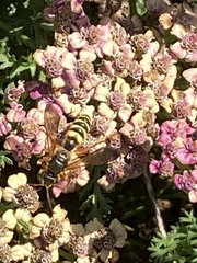 Cerceris californica