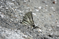 Graphium eurous