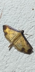 Ategumia