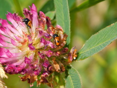 Cryptocephalus bipunctatus