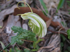 Pterostylis robusta