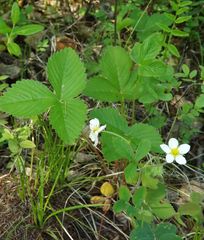Fragaria orientalis