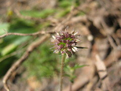 Opercularia scabrida
