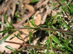 Opercularia scabrida