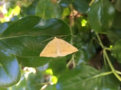 Neoterpes edwardsata