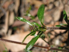 Opercularia scabrida