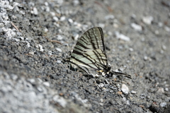 Graphium eurous