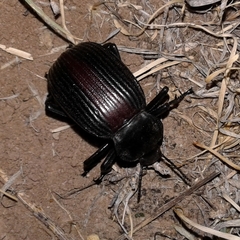 Eleodes acuta