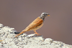 Emberiza striolata