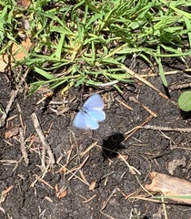 Celastrina echo