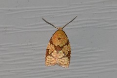 Cenopis reticulatana