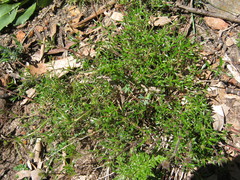 Opercularia scabrida