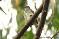 Indicator variegatus