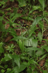 Hieracium subpellucidum