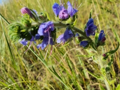 Echium vulgare