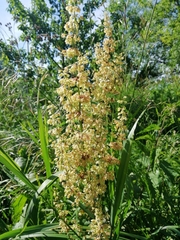 Rumex confertus