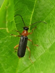 Cantharis nigra