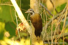 Chloropicus xantholophus