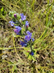 Echium vulgare