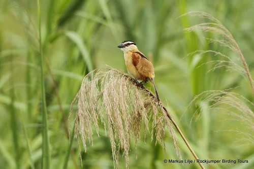 Marsh Tchagra