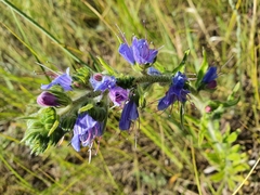 Echium vulgare