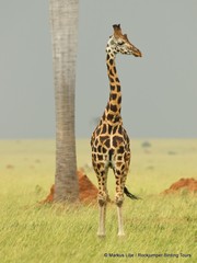 Giraffa camelopardalis rothschildi