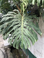 Monstera deliciosa