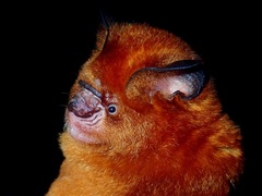 Hipposideros cervinus
