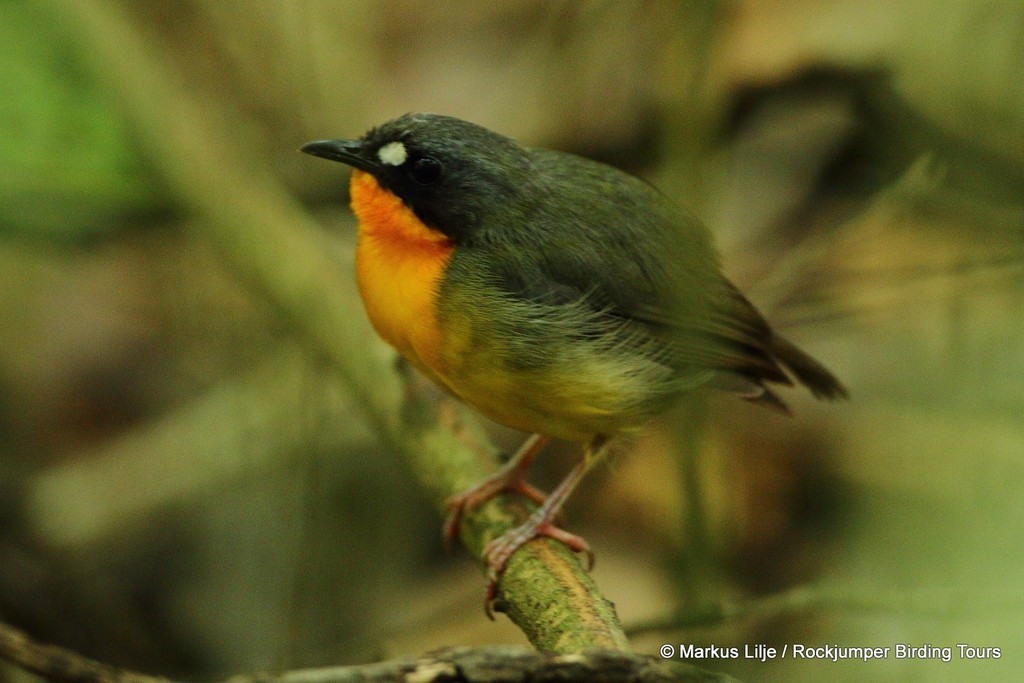 Orange-breasted Forest Robin photo