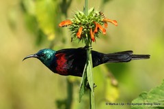 Cinnyris erythrocercus