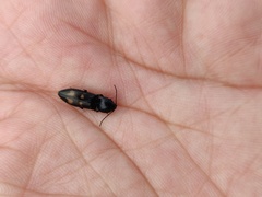 Selatosomus suckleyi