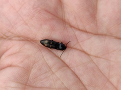 Selatosomus suckleyi