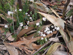 Leucopogon concurvus