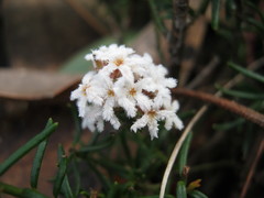 Leucopogon concurvus