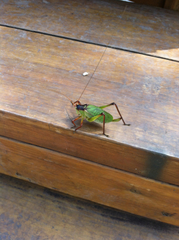 Paracyrtophyllus robustus