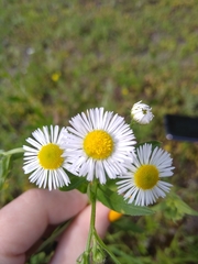 Erigeron annuus