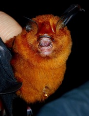 Hipposideros cervinus