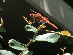 Libellula saturata