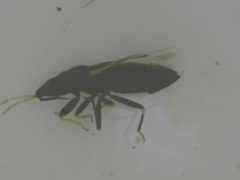 Anthocoridae
