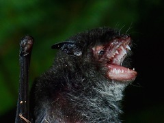 Myotis muricola