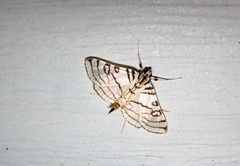 Conchylodes concinnalis