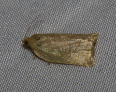 Clepsis clemensiana
