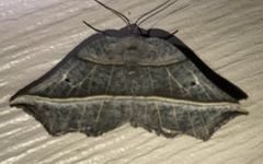 Metanema determinata