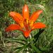 Siberian Lily - Photo (c) Andrey Efremov, some rights reserved (CC BY-NC), uploaded by Andrey Efremov