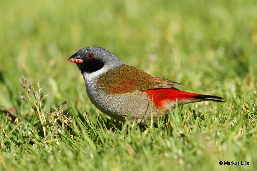 Swee Waxbill photo