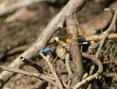 Argia rhoadsi