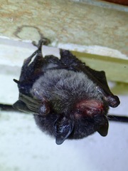 Myotis muricola