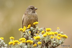 Crithagra symonsi